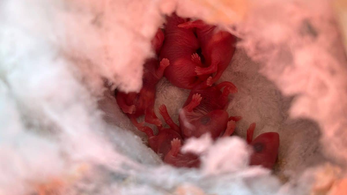 Pink baby mice lying in a nest in the glovebox of an F250.