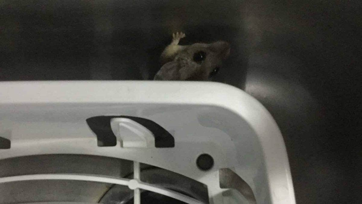 Mouse peering up out of camper sink.