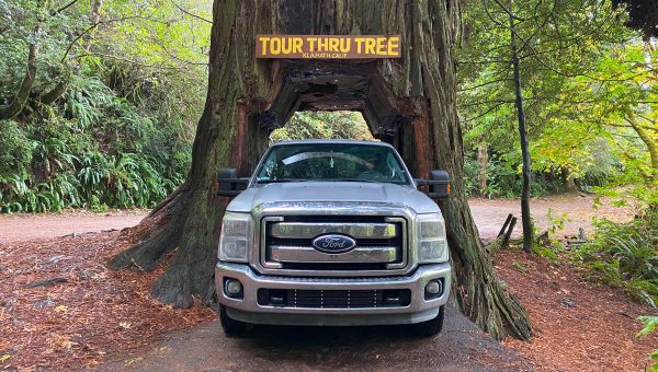 Can You Drive an F-250 Through the Tour Thru Tree in Klamath?  We Tried!