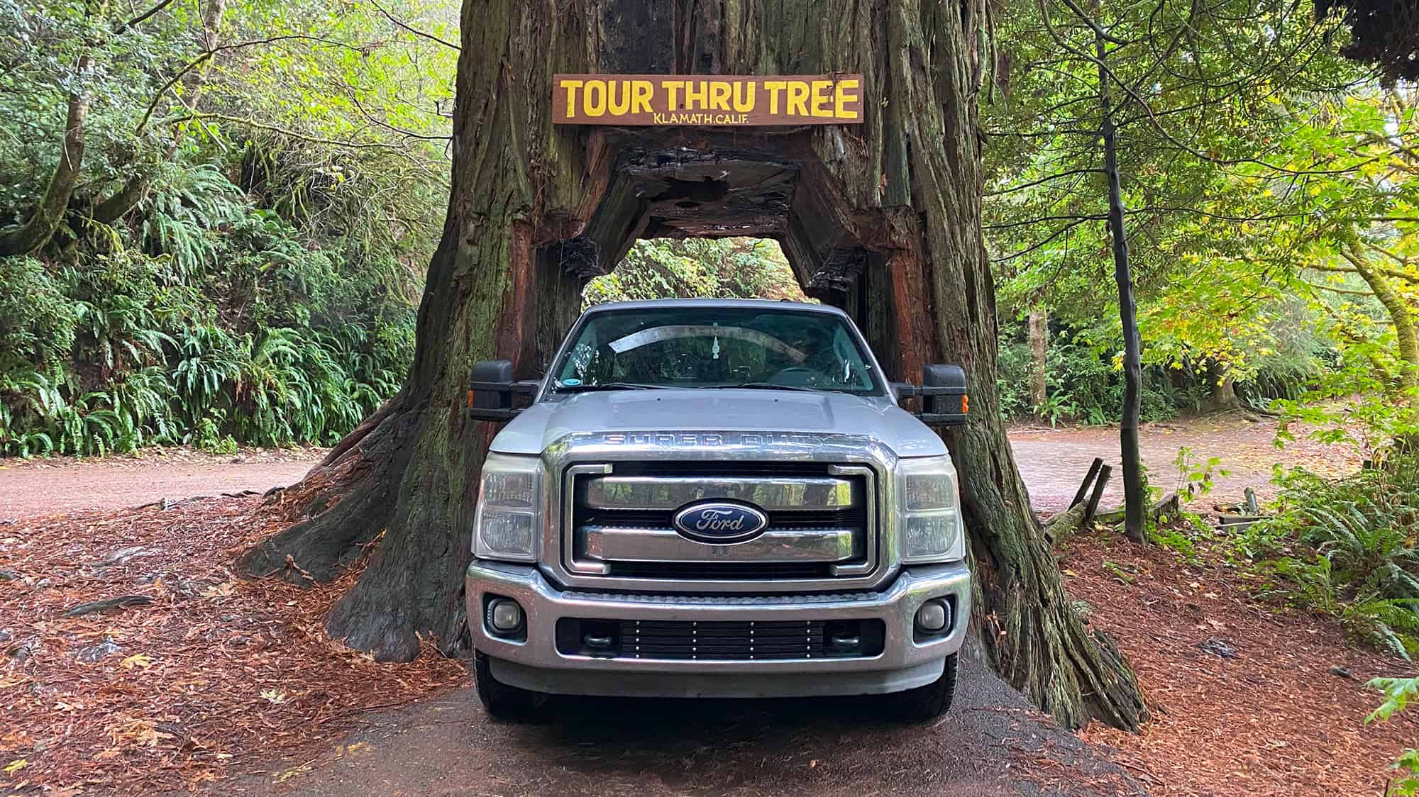 Can You Drive an F-250 Through the Tour Thru Tree in Klamath? We Tried! Can You Drive an F-250 Through the Tour Thru Tree in Klamath?  We Tried!