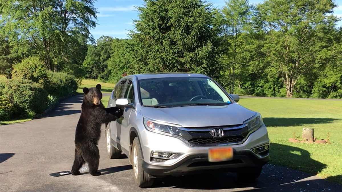A hungry black bear breaking the window out of an SUV to get to food left inside.