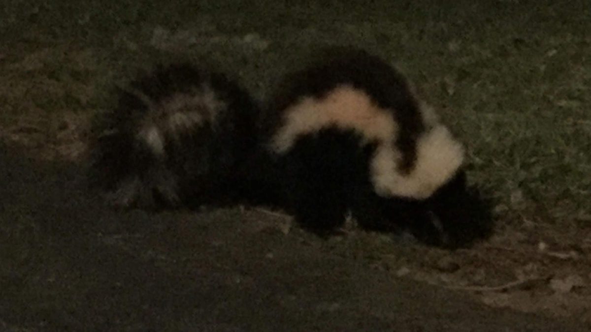 A skunk outside in the grass while boondocking.